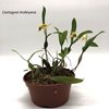 Coelogyne lindleyana1-1